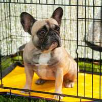 Thumbnail for French Bulldog using the Alpine Mat as a crate pad