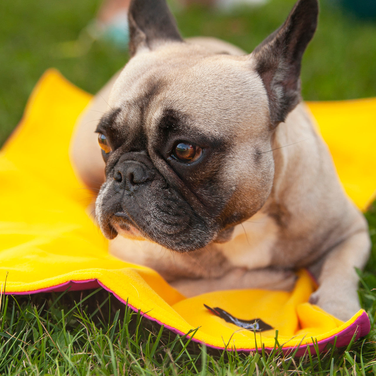 French Bulldog using the Alpine Mat