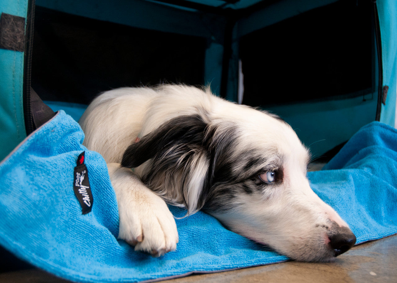 Chilly Dogs Soaker Mat inside a dog crate.