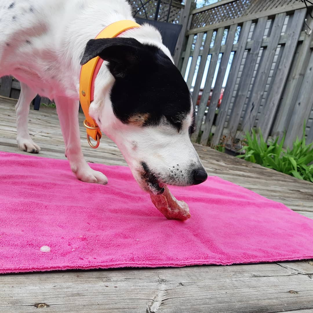 Dog eating a raw treat on a Chilly Dogs Soaker Mat in pink