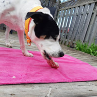 Thumbnail for Dog eating a raw treat on a Chilly Dogs Soaker Mat in pink