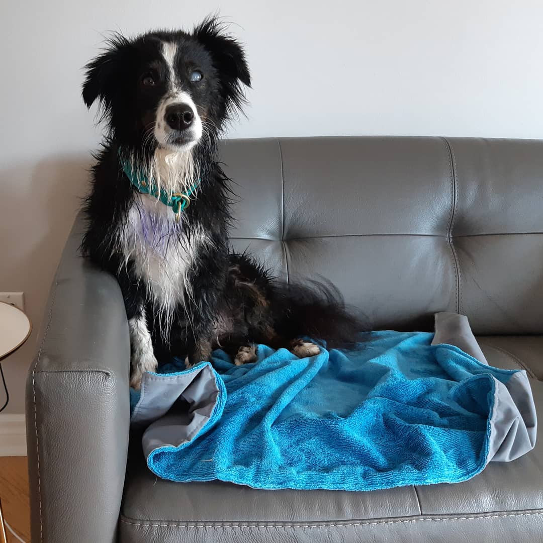 Chilly Dogs Soaker Mat keeping the couch clean and dry from a wet dog.