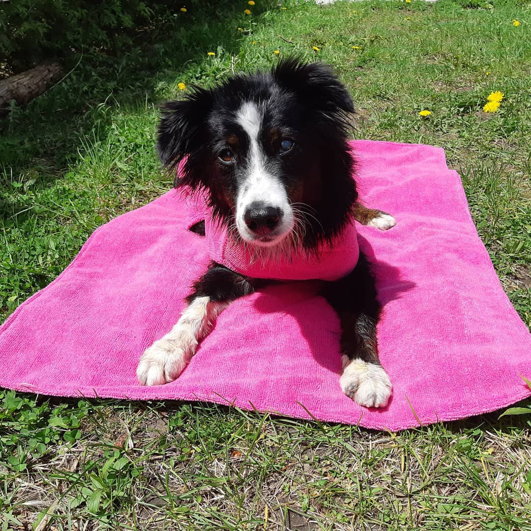 Chilly Dogs Soaker Mat helping dry a dog after a bath.