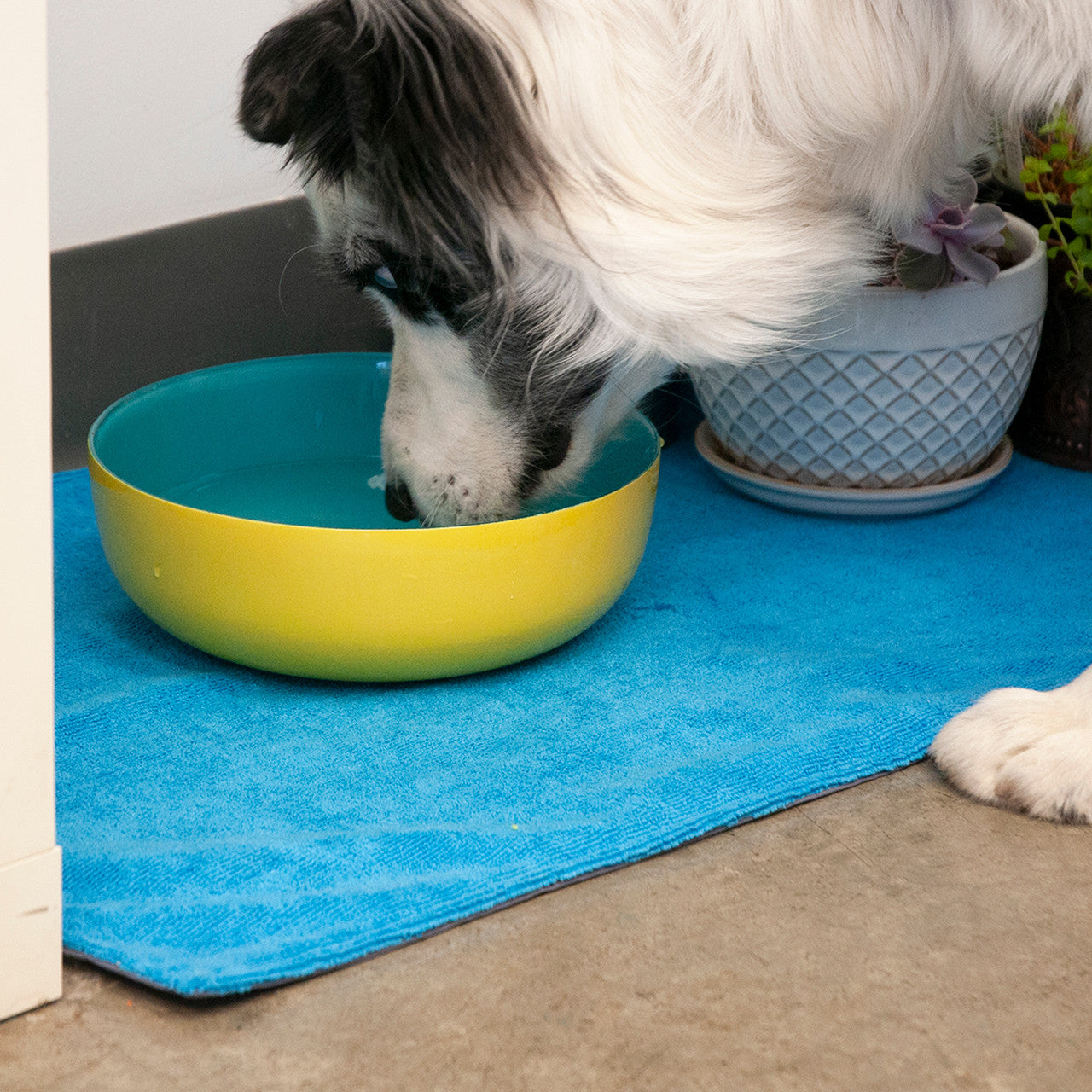 Chilly Dogs Soaker Mat catching water from the bowl.