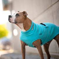 Thumbnail for Pit Bull wearing the Chilly Sweater in Arctic Blue