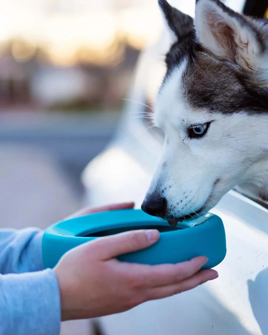 Messy Mutts Silicone Non-Spill Travel Dog Bowl