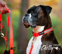 Thumbnail for Boxer wearing the Smoochy Poochy Reflective Collar in Orange