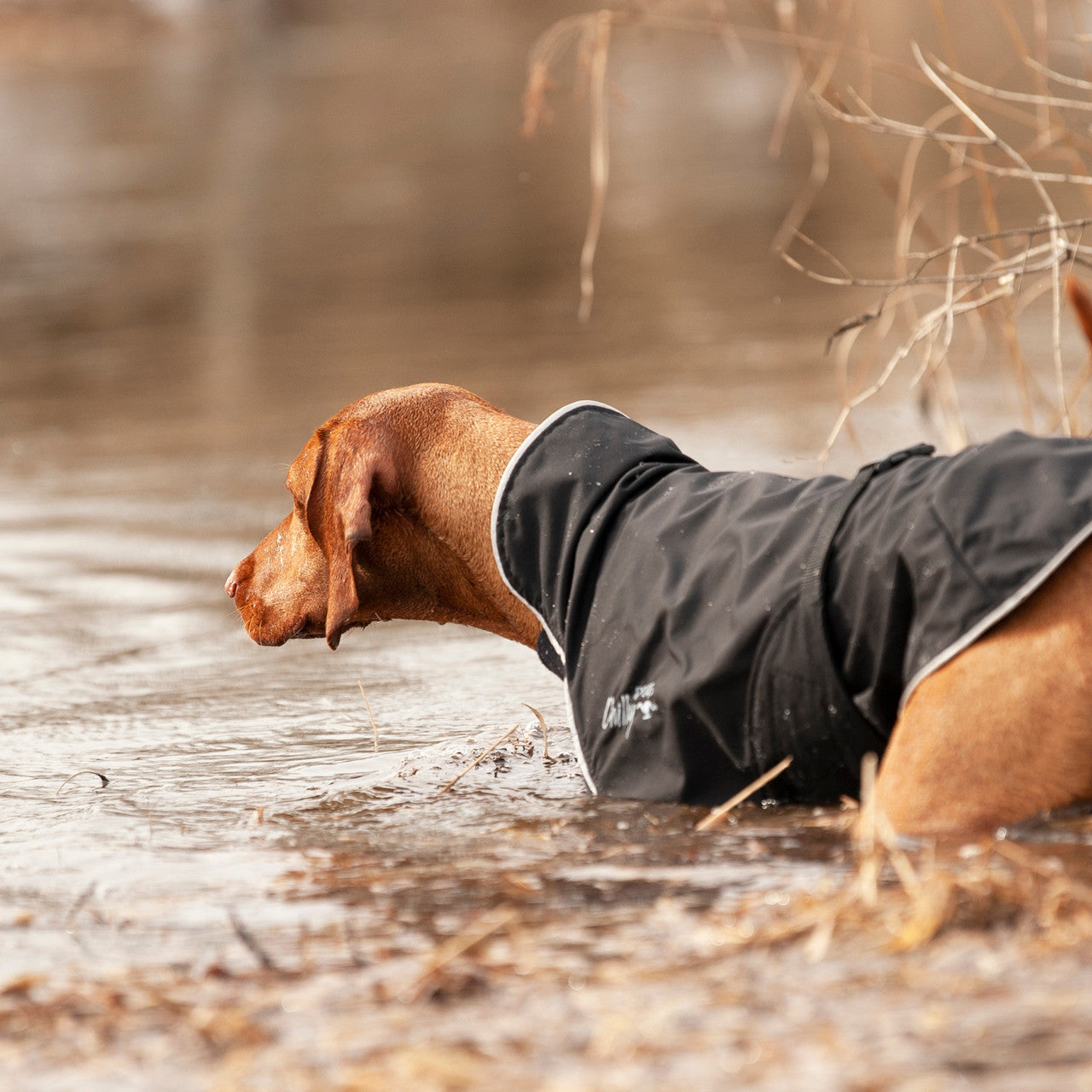 Vizsla wearing a waterproof Chilly Dogs Harbour Slicker