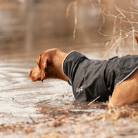 Thumbnail for Vizsla wearing a waterproof Chilly Dogs Harbour Slicker