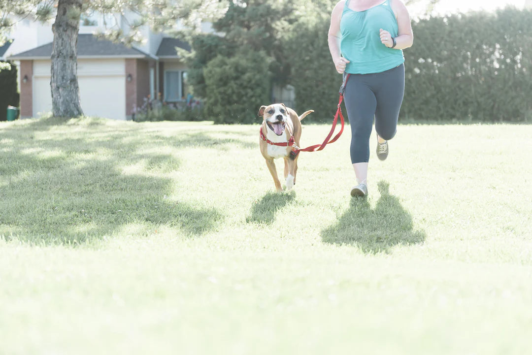 JWalker Utility Belt - Multi-purpose leash