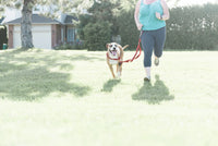 Thumbnail for JWalker Utility Belt - Multi-purpose leash