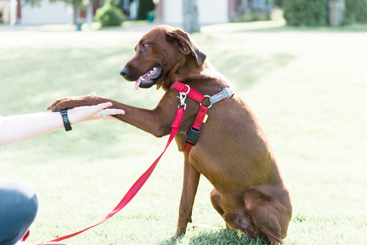 JWalker Dog Harness