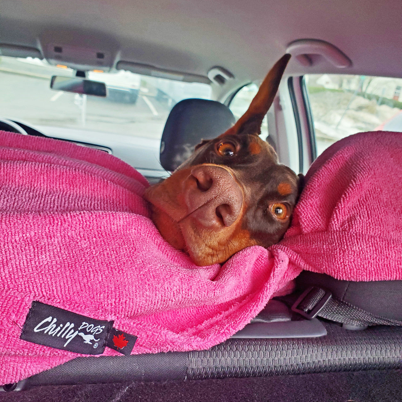 Doberman sitting on the Soaker Blanket in the car after a walk