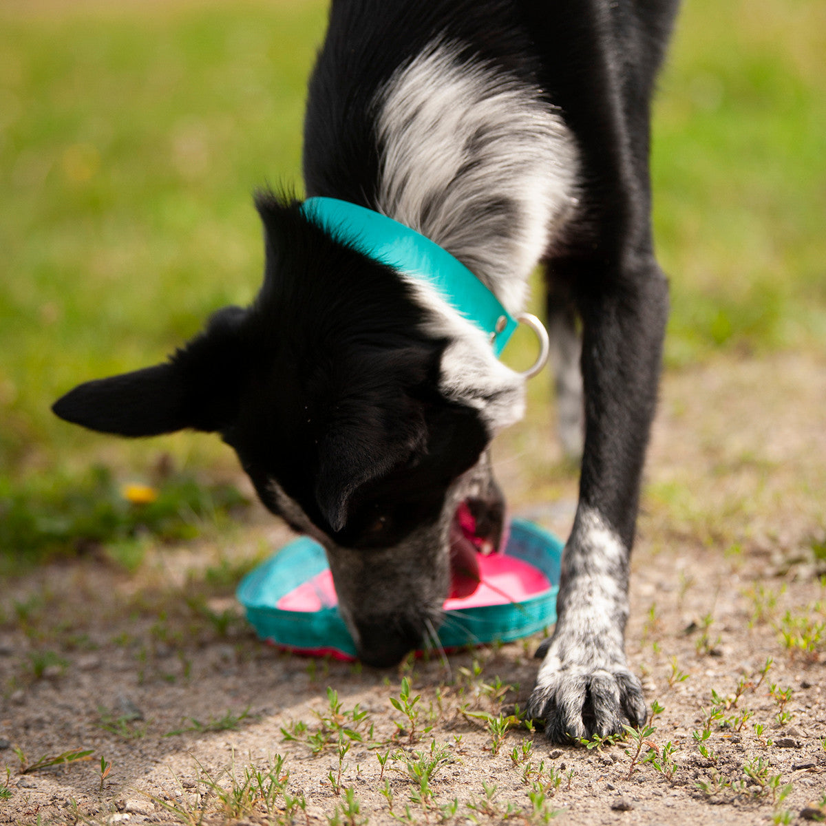 Chilly Dogs Frisbee