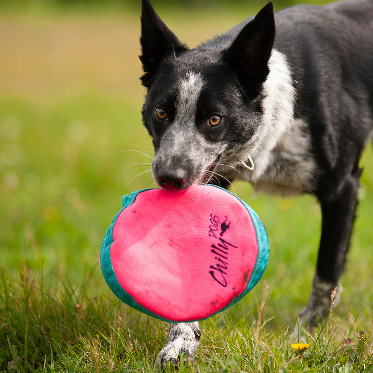 Canine Best Dog Frisbee For Chewers Chilly Dogs Frisbee – Chilly