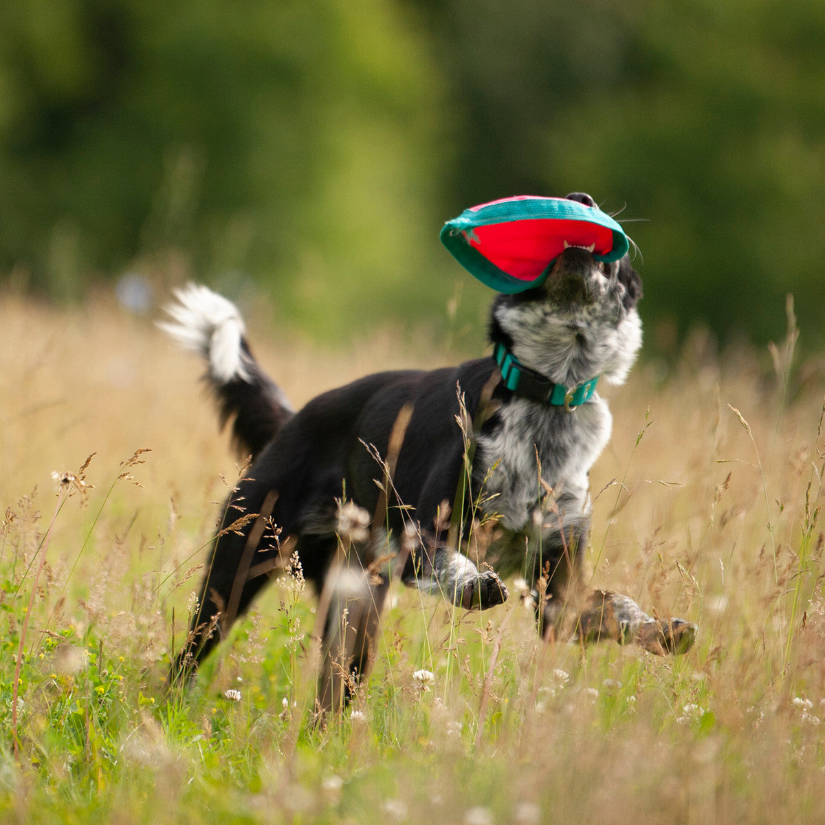 Chilly Dogs Frisbee