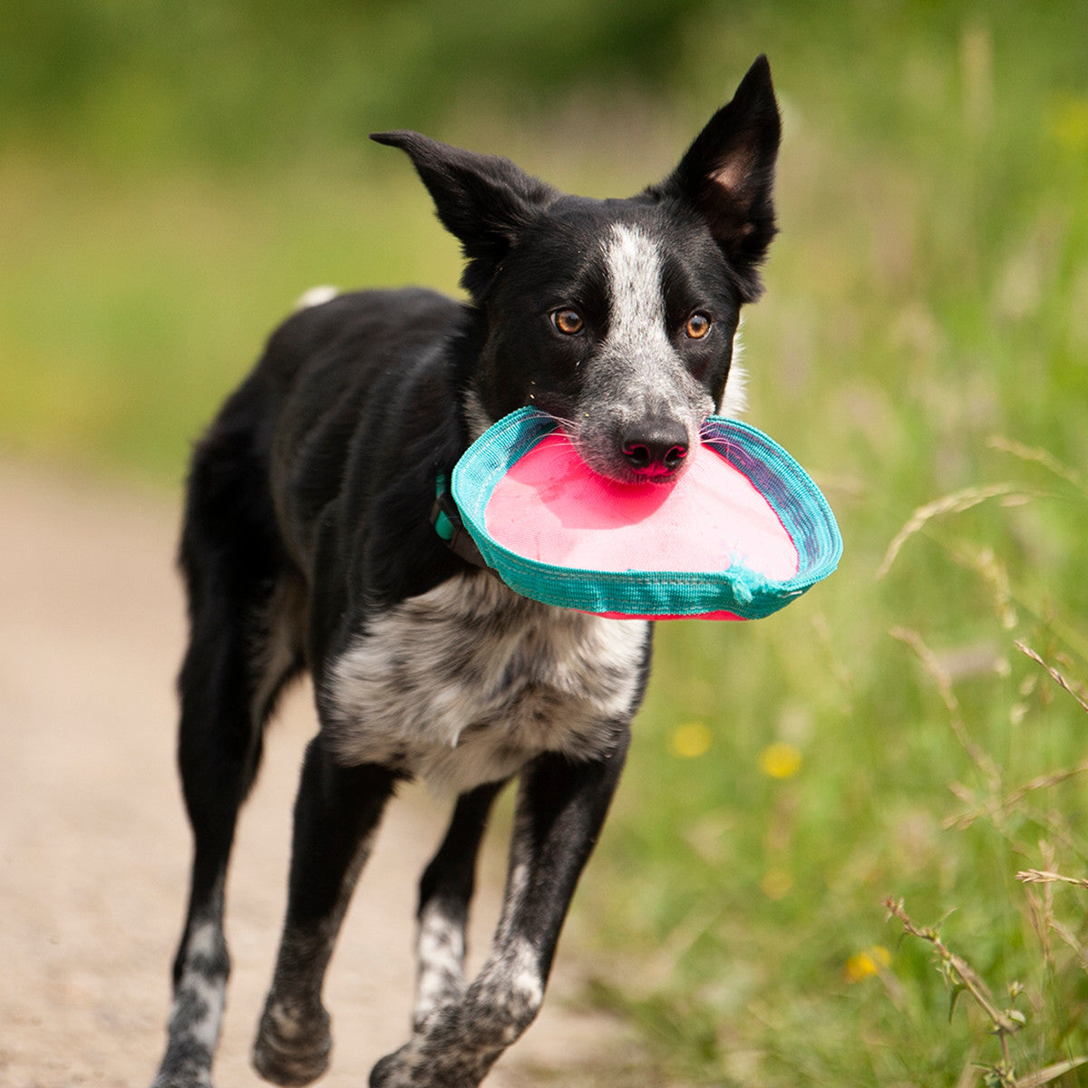 Chilly Dogs Frisbee