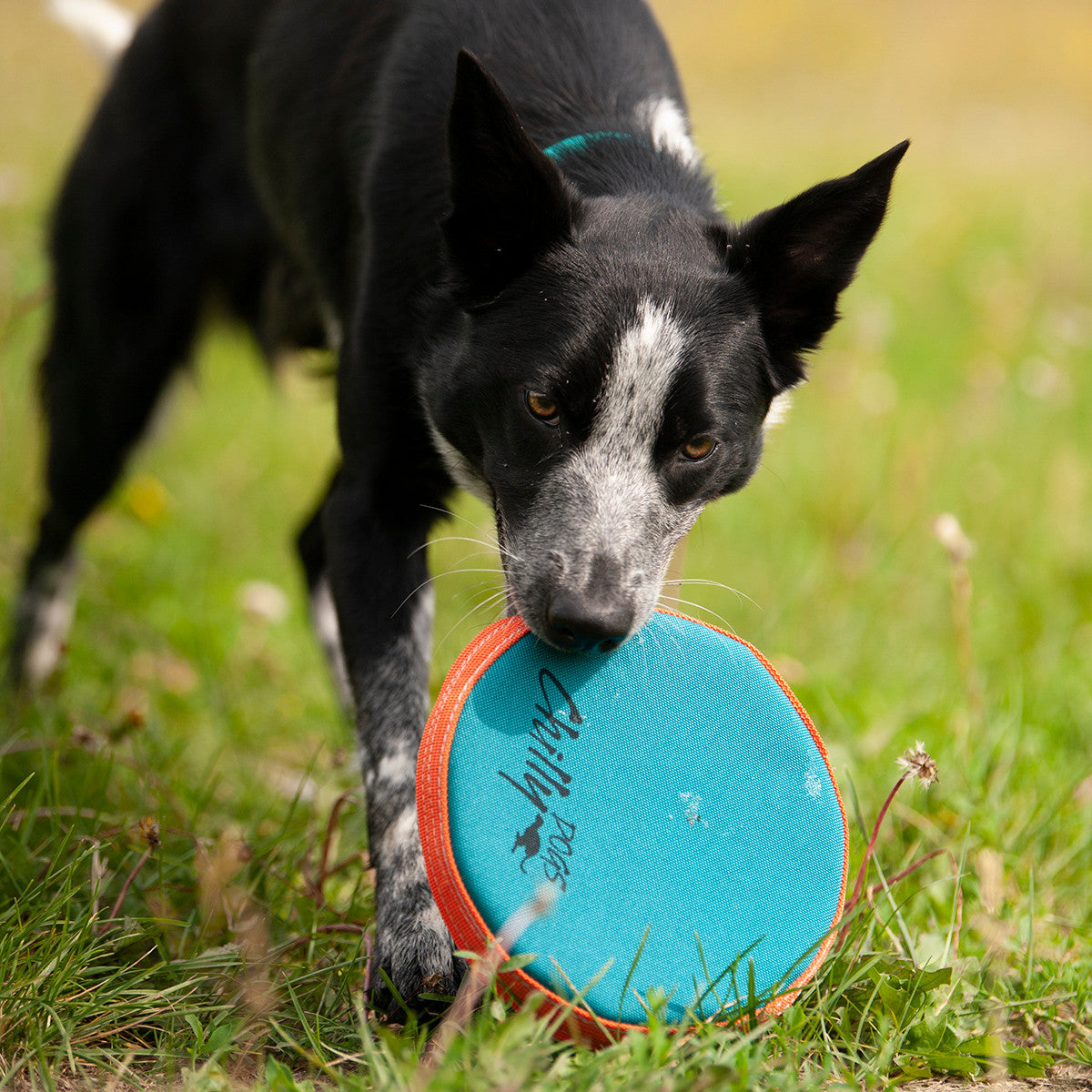 Chilly Dogs Frisbee