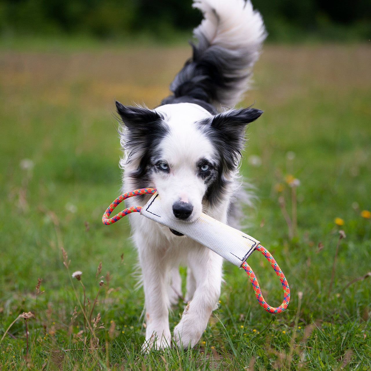 Hound Hose Tug