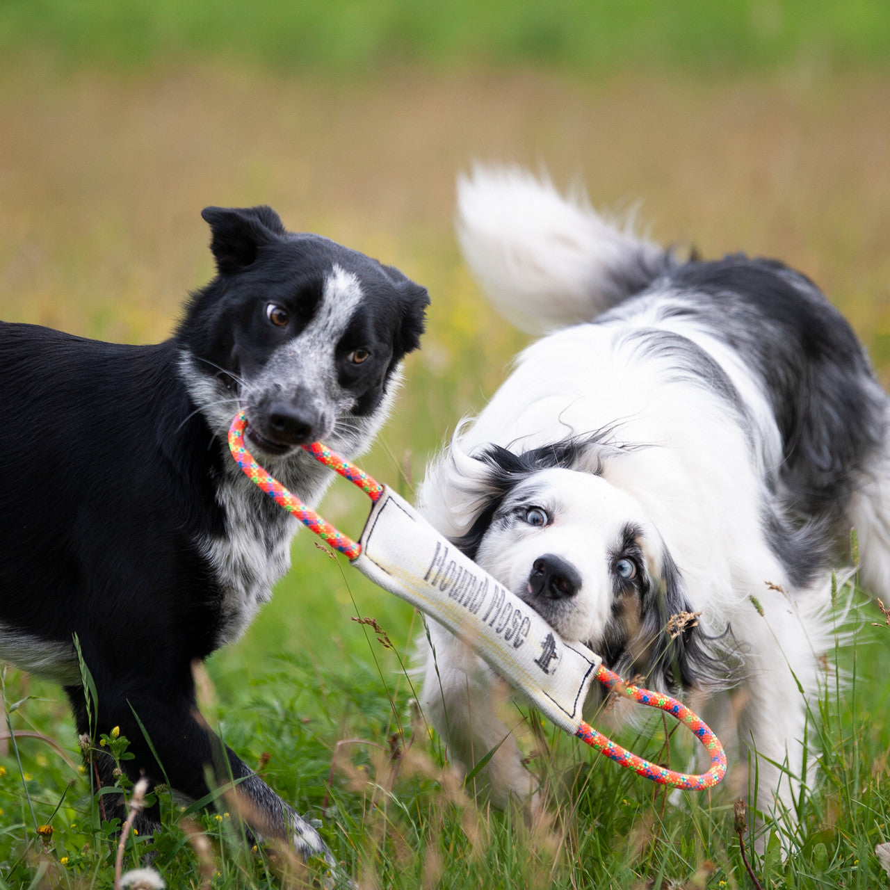 Hound Hose Tug