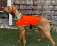 Thumbnail for Vizsla in Chilly Dogs high-visibility vest in bright orange, worn by a dog with a green collar, standing on grass near a wooden wall.