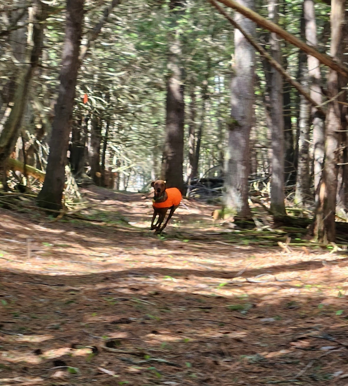A small dog in a Blaze Orange Chilly Dogs vest, far down a forest trail, still clearly visible