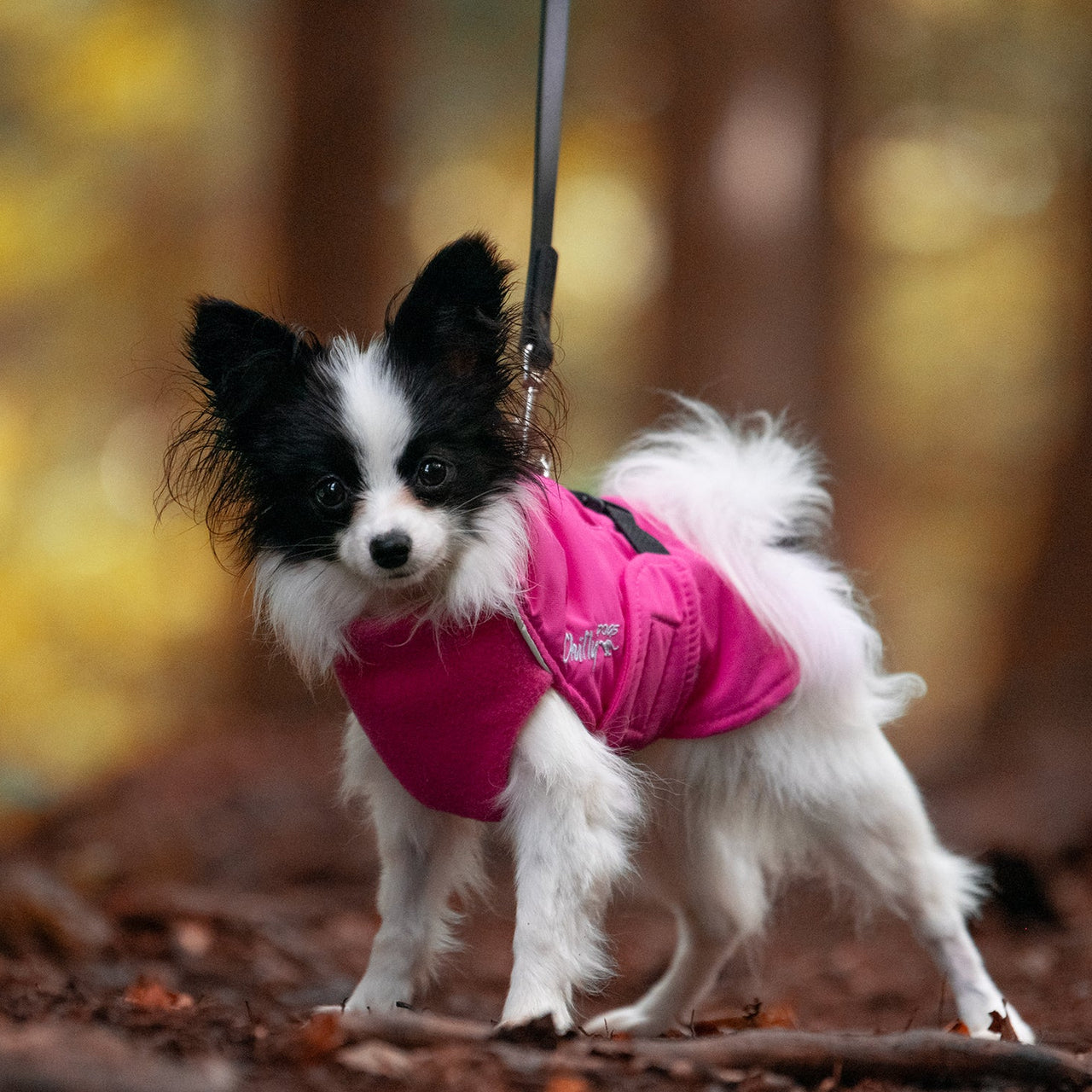 A small black-and-white dog wearing a bright pink dog coat walks on a leaf-covered forest path with a blurred autumn background.