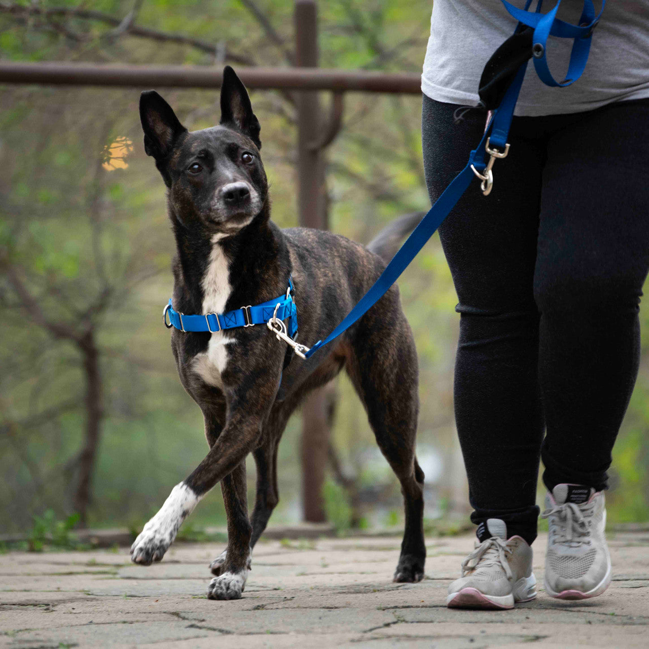 JWalker Dog Harness Training