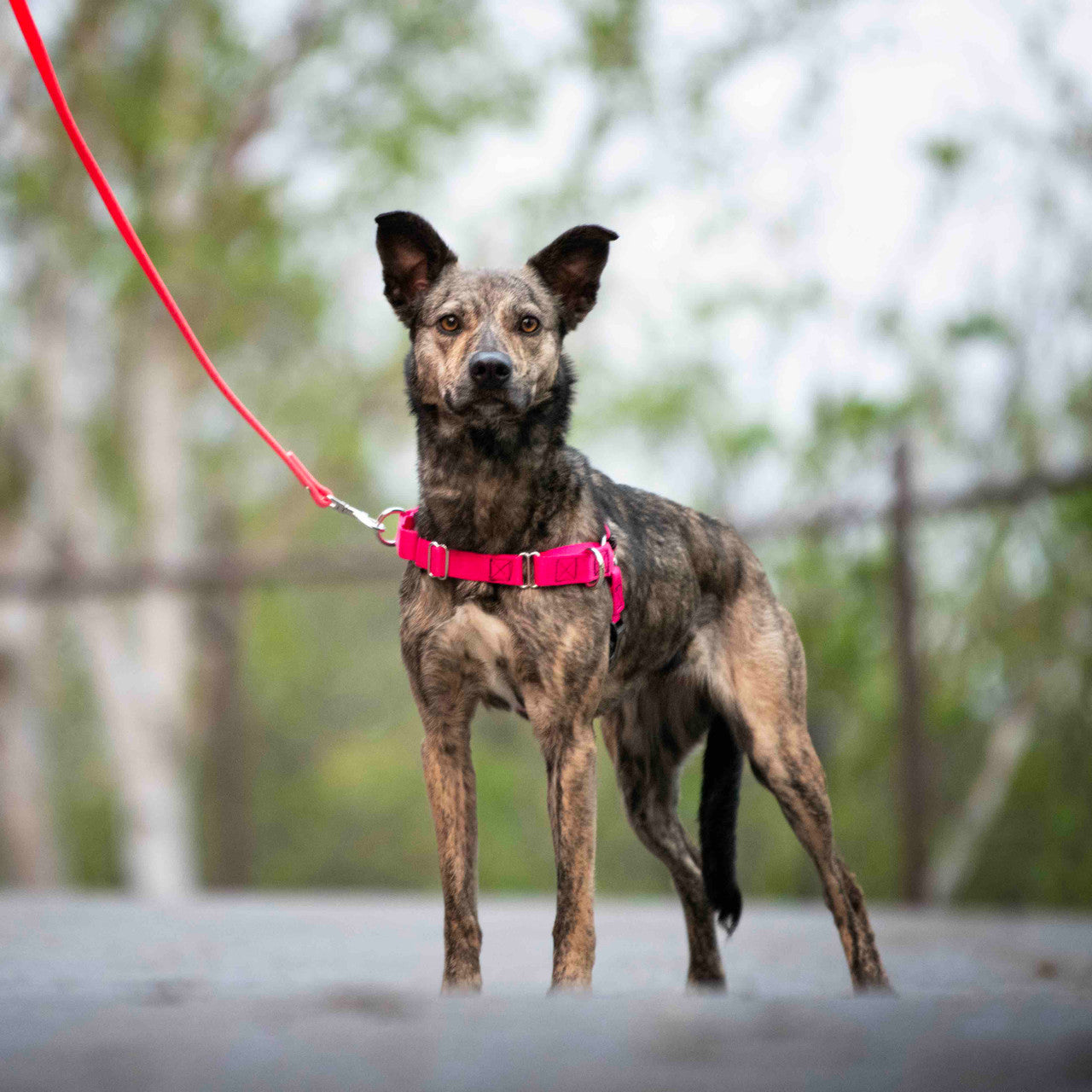 JWalker Dog Harness Obedience