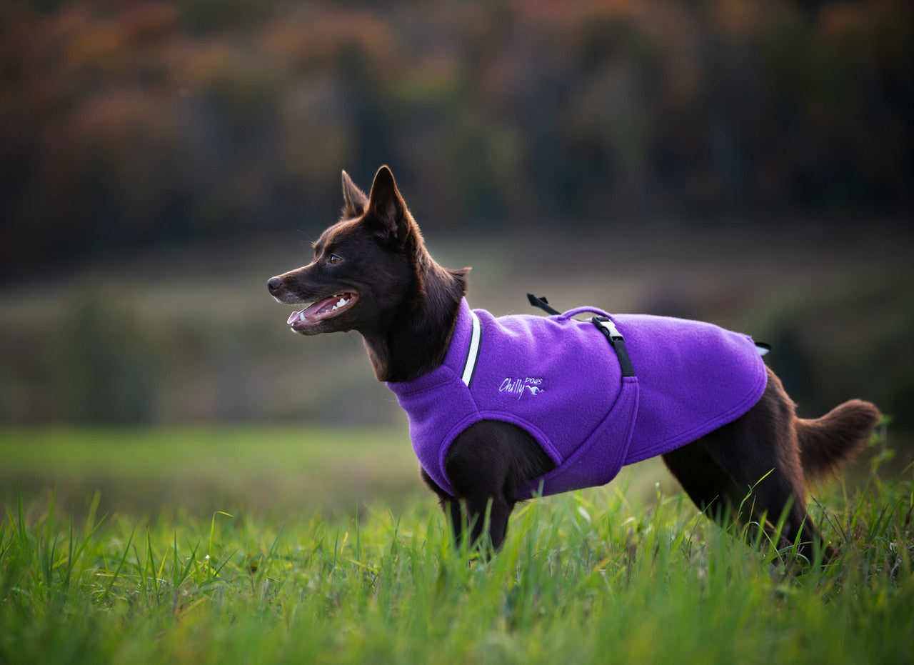 Kelpie wearing a Standard 18 in Imperial Purple * New Colour *