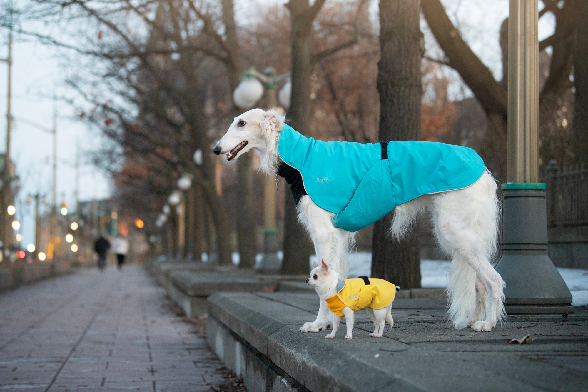 Rescue dogs wearing Chilly Dogs coats