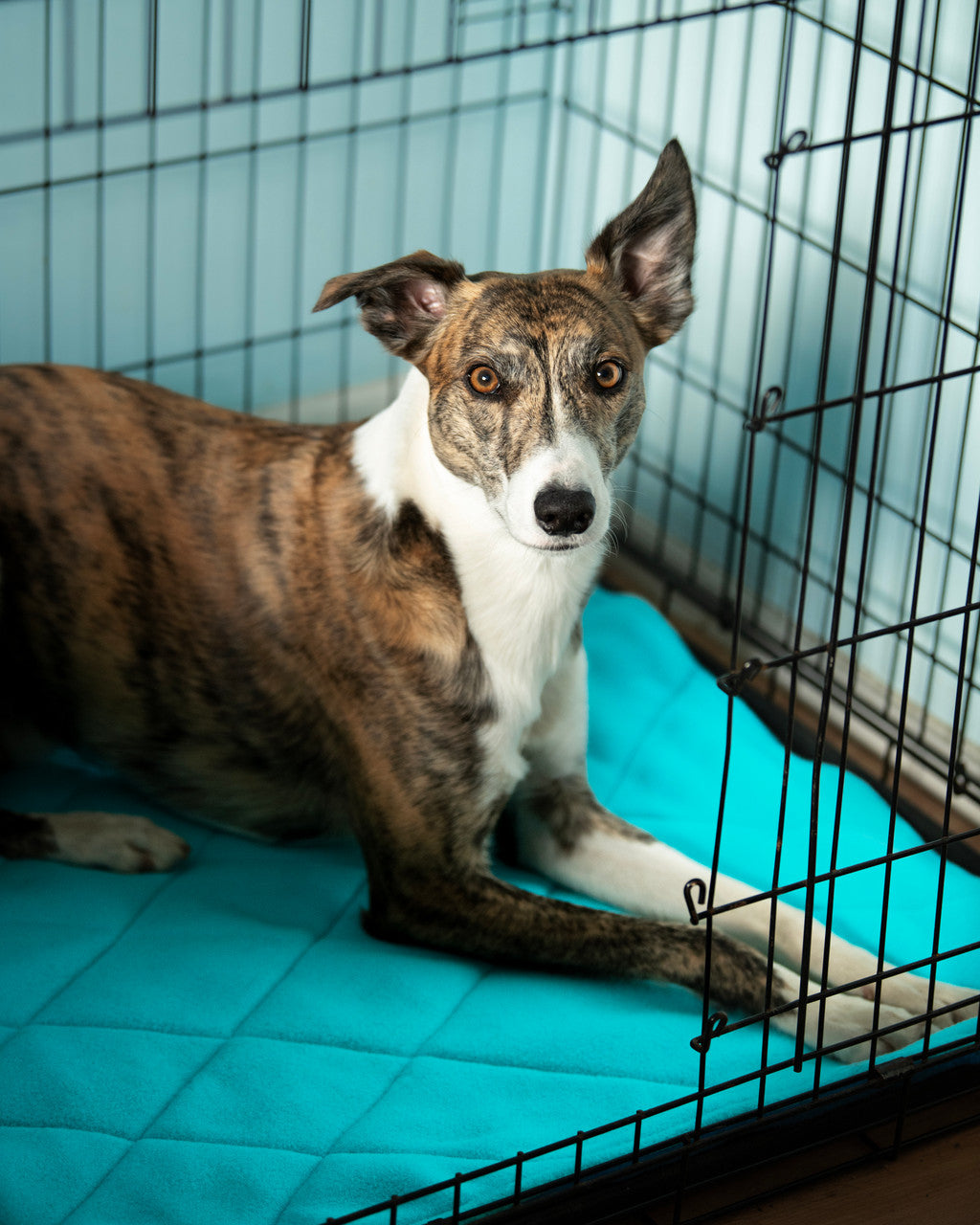 Whippet in crate with fleece Crate Mat/Bed Topper in Arctic Blue