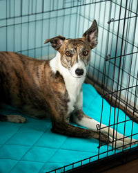 Thumbnail for Whippet in crate with fleece Crate Mat/Bed Topper in Arctic Blue