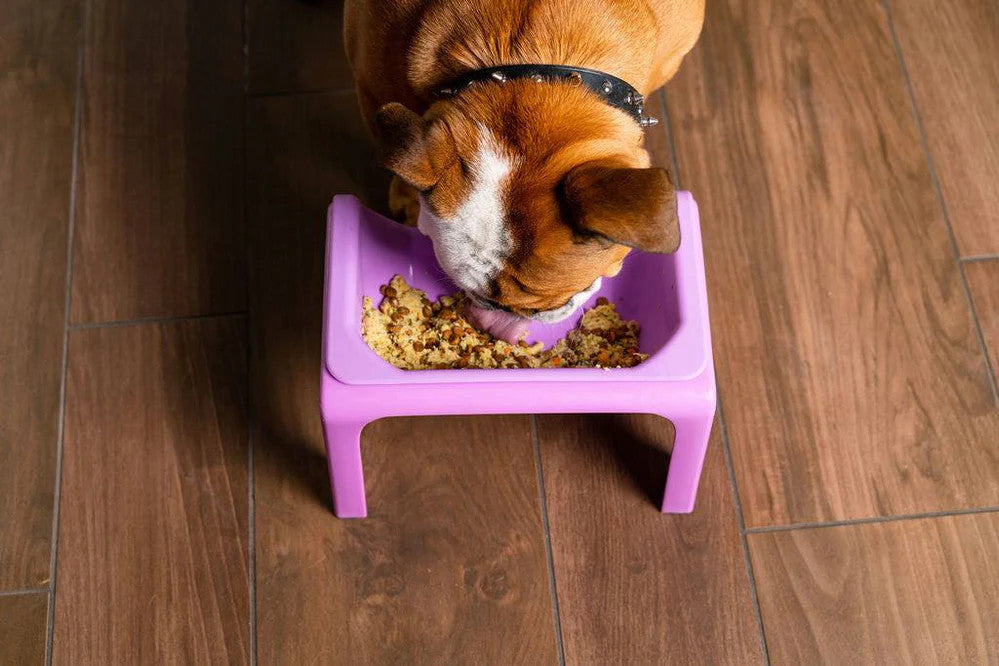 Fluff Trough Raised Feeder with removable silicone insert