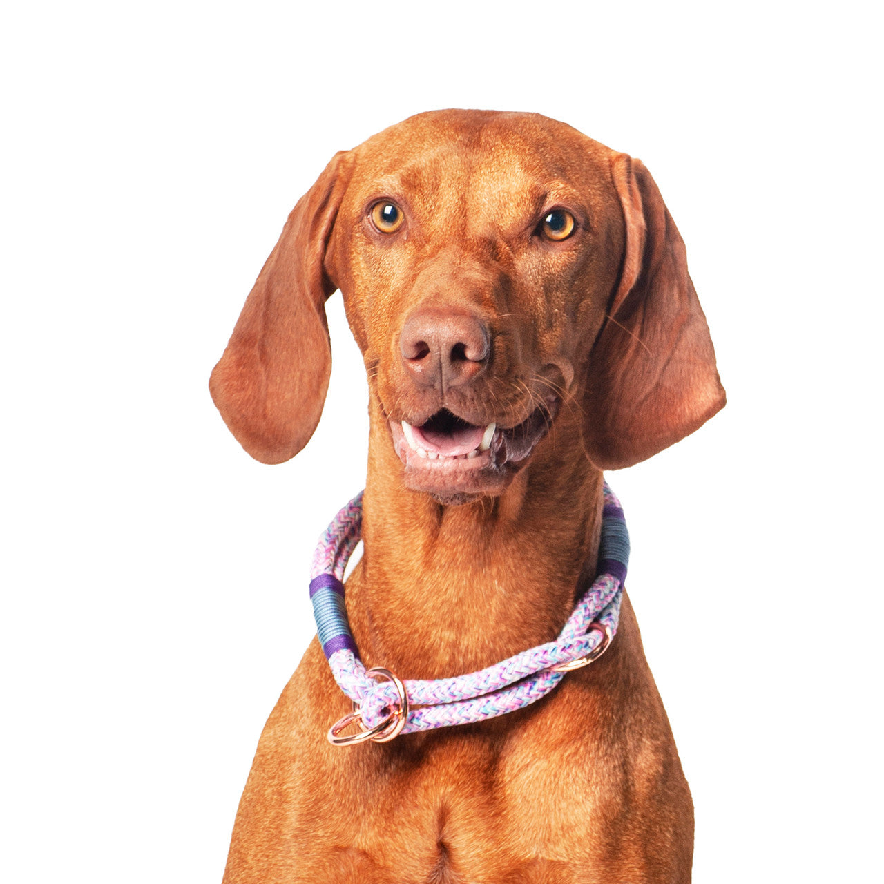 Vizsla wearing MyLeash collar in Pony