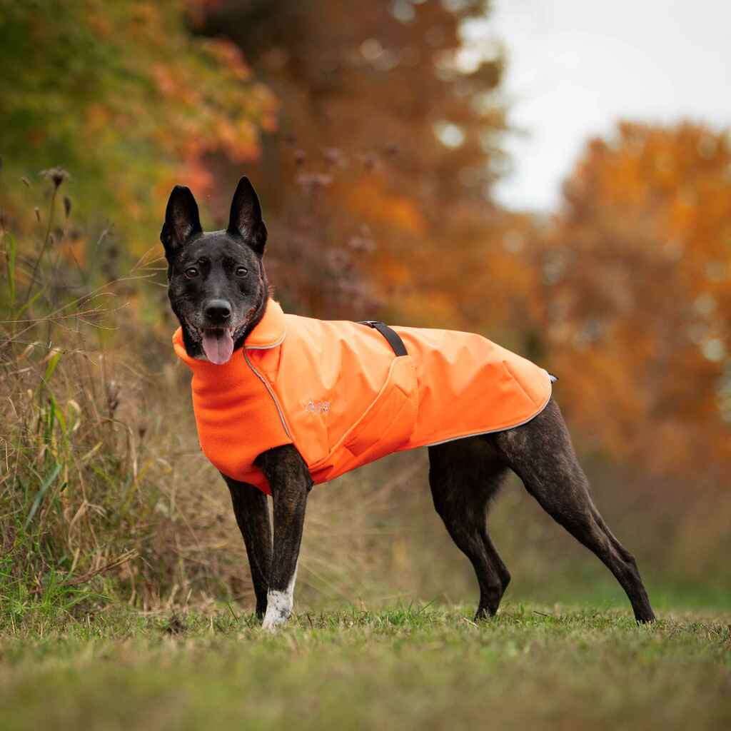 Dog wearing a Blaze Orange Chilly Dogs Northern Blazer standing in autumn woods