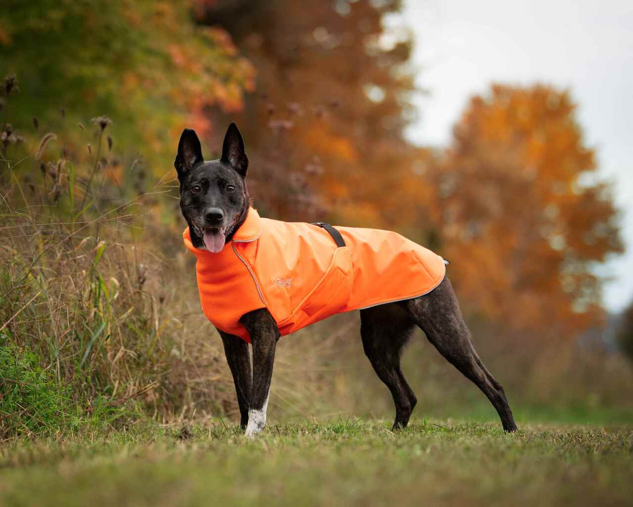 Dog in Northern Blazer in Blaze Orange high-visibility