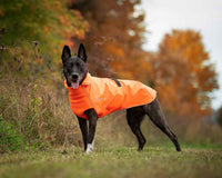 Thumbnail for Dog in Northern Blazer in Blaze Orange high-visibility