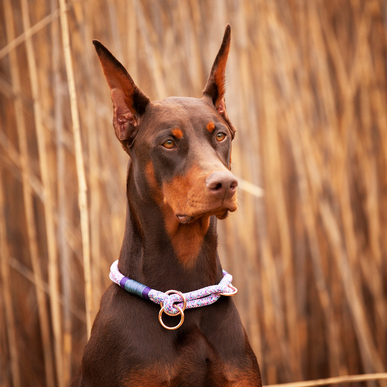 Doberman wearing MyLeash collar in Pony