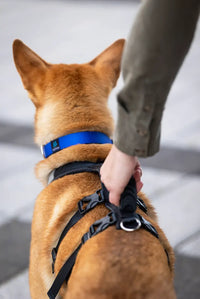 Thumbnail for Nahak Hybrid Dog Harness