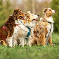 Thumbnail for Nahak Hybrid Dog Harness