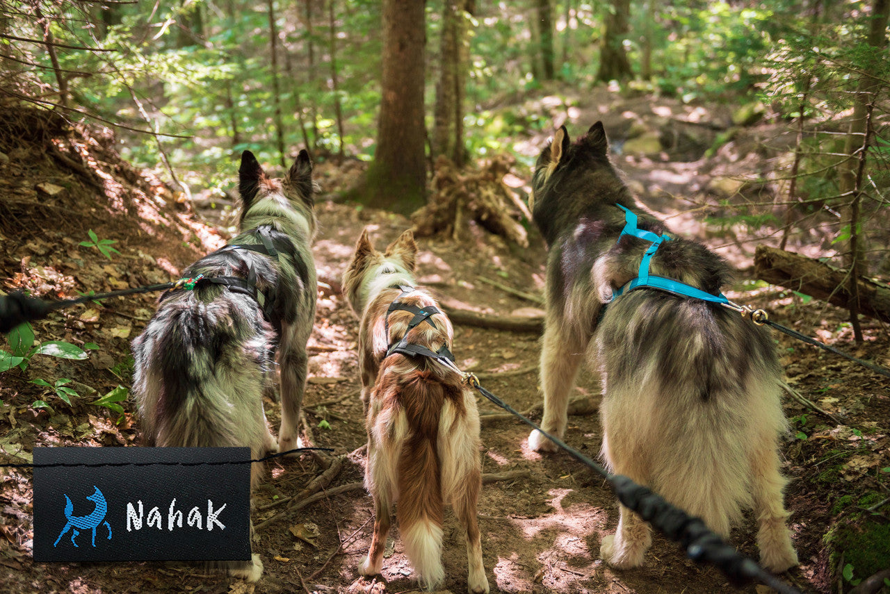 3 dogs wearing Nahak Pulling Harnesses