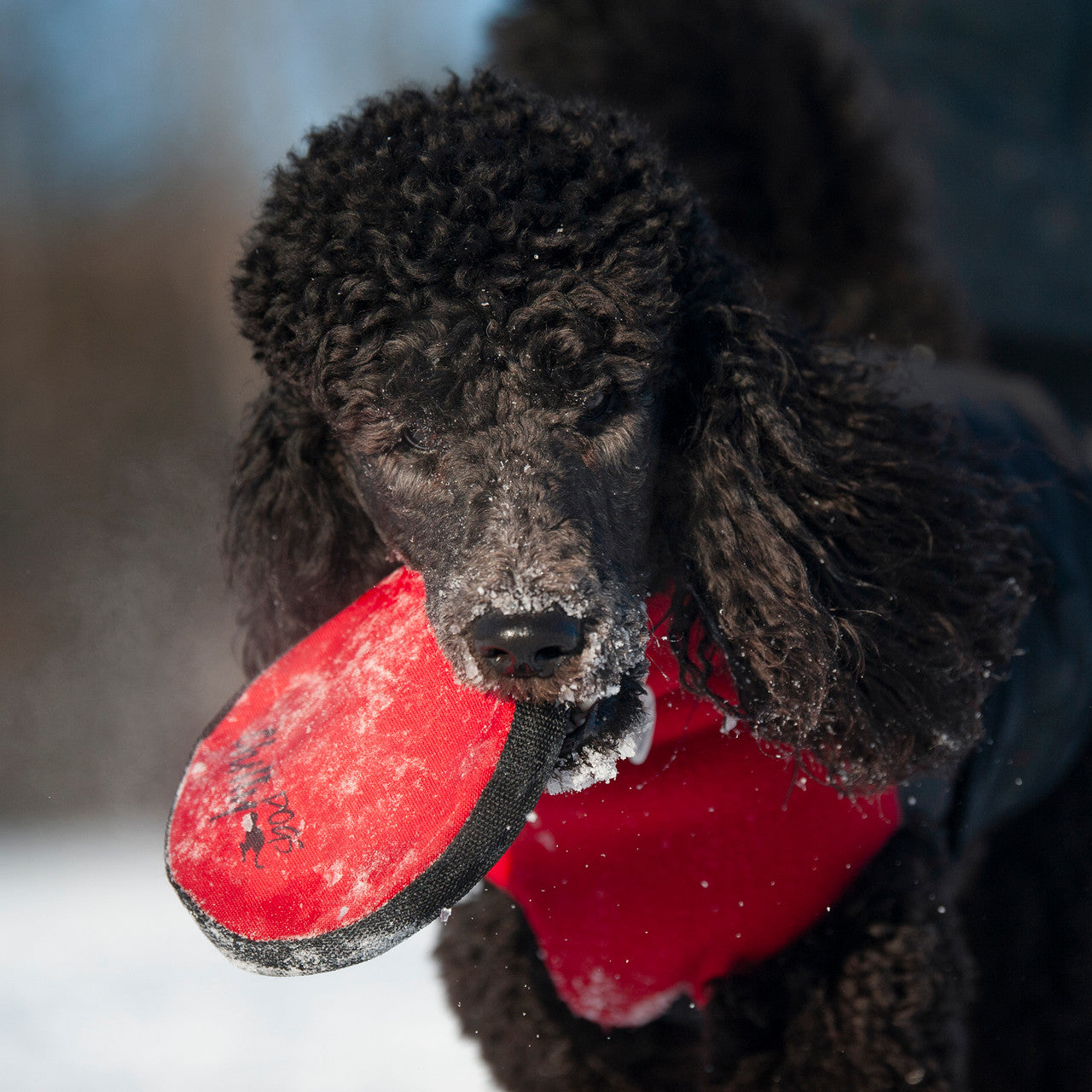 Dog playing with Chilly Dogs Frisbee