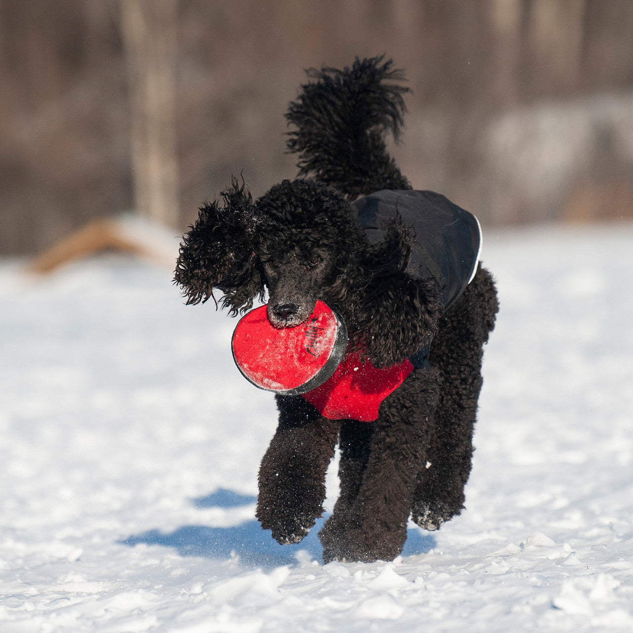 Dog playing with Chilly Dogs Frisbee