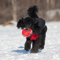 Thumbnail for Dog playing with Chilly Dogs Frisbee