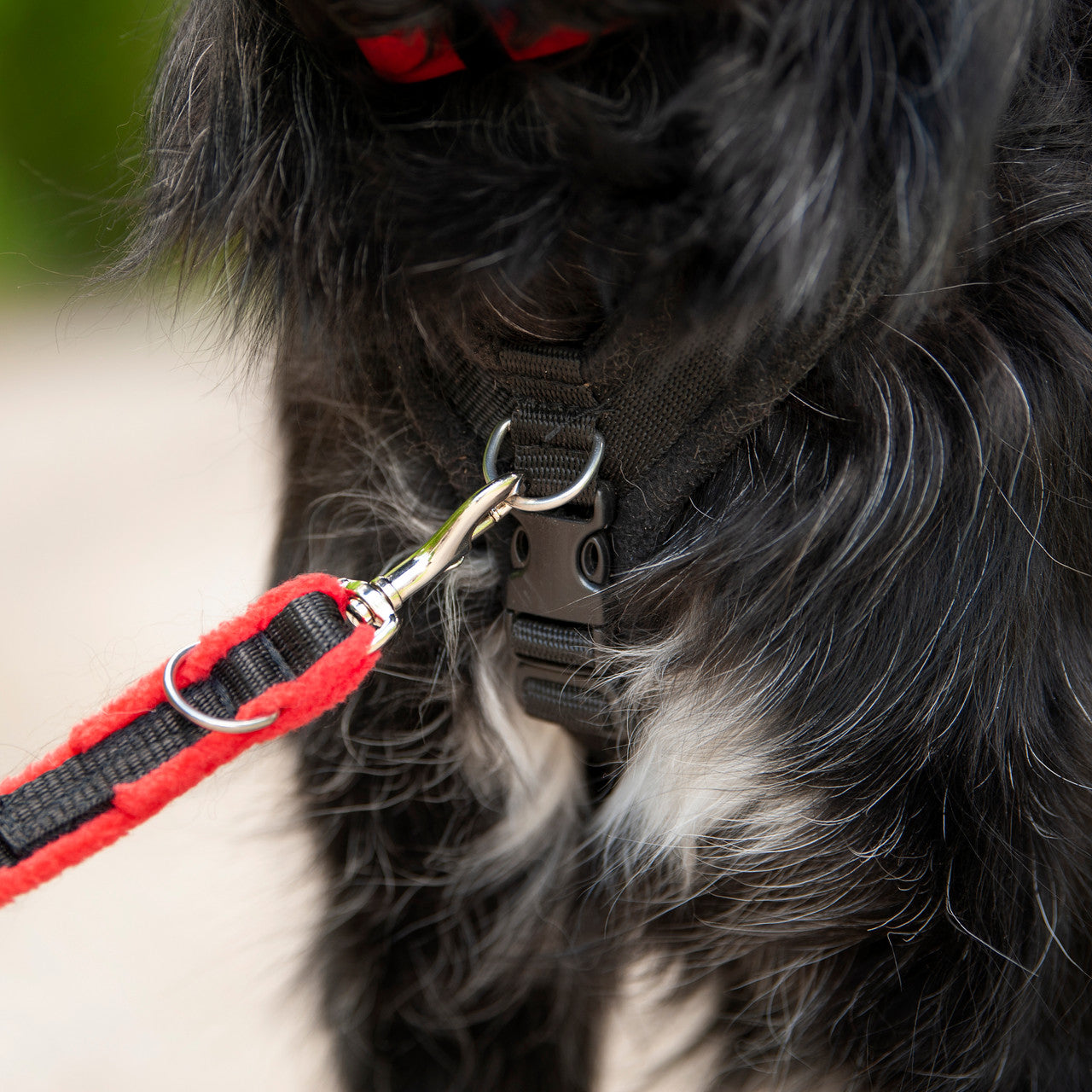 Perfect Fit Harness fleece leash attached to front clip harness.