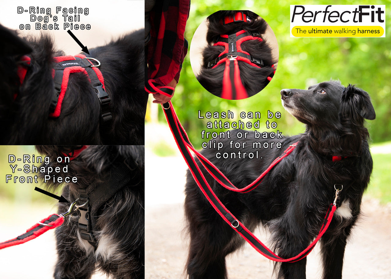 How to use the Perfect Fit Harness