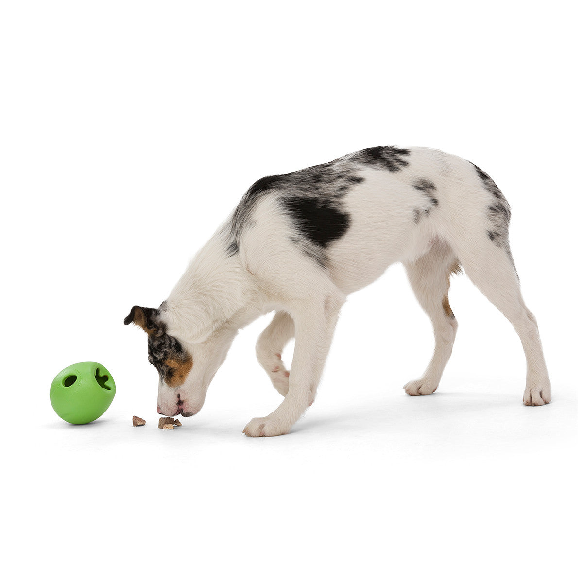 Dog playing with West Paw Rumbl Toy