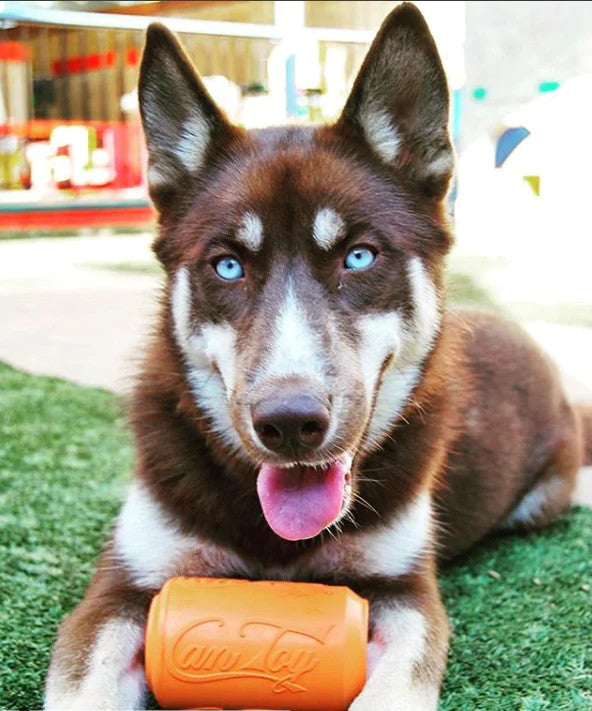 SodaPup Can Treat Dispensing Toy