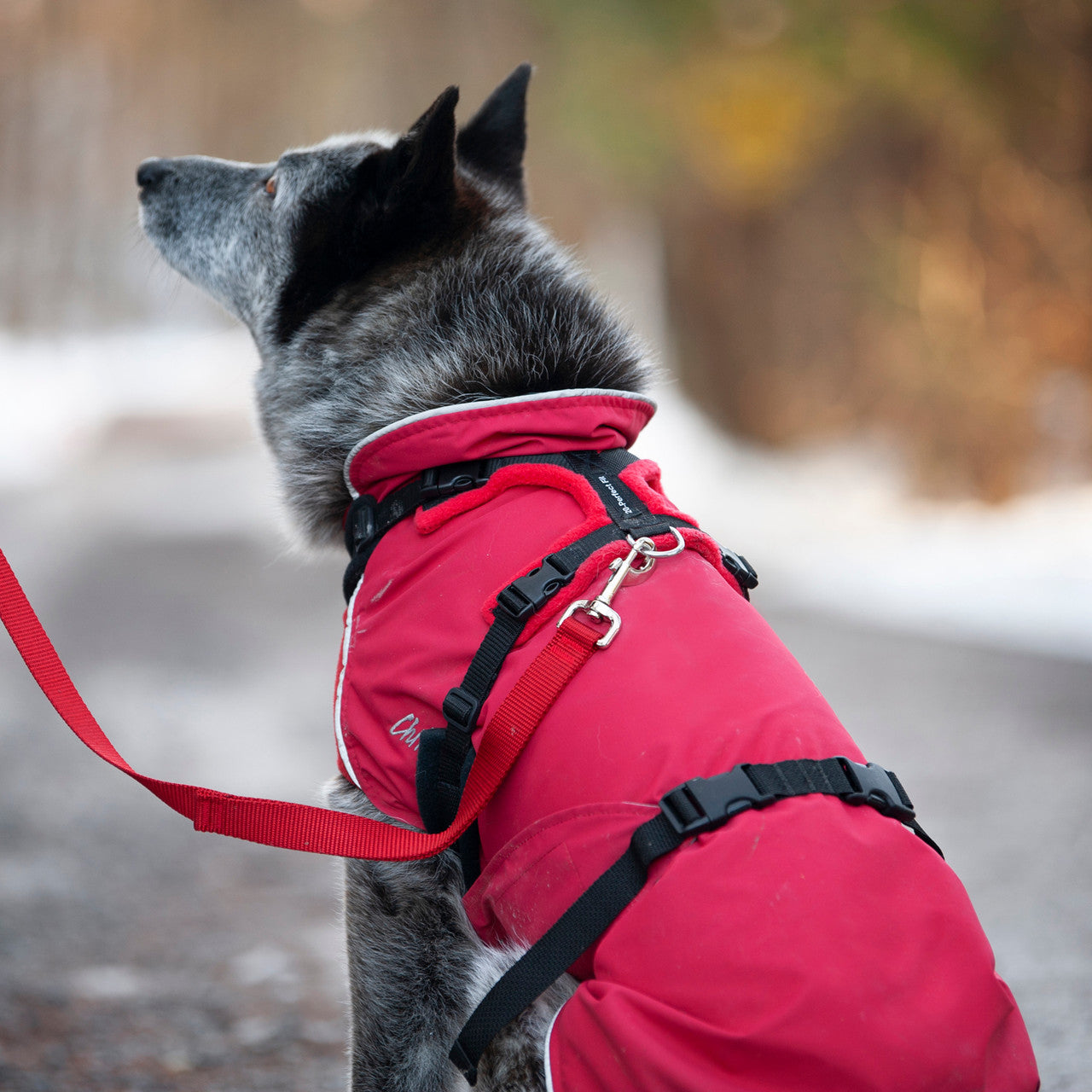 Dog wearing a Red Harbour Slicker with matching Red 20mm Perfect Fit Harness